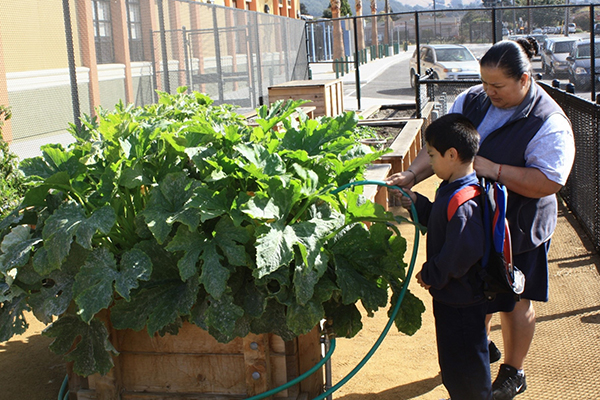 Raised Garden